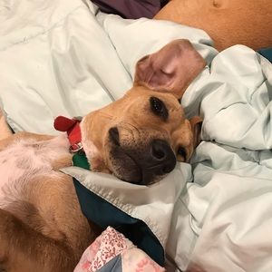 Meet your Posher, Shannon